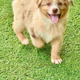 Red male - Red merle male Australian Shepherd puppy in Lemon Cove, California from Magic Ranch Mini Aussies