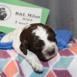 Lagotto Romagnolo Puppies from Royal and Loyal Lagotto Romagnolo