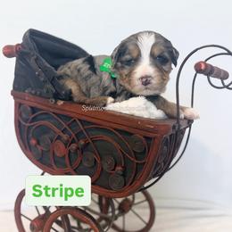 Stripe - Merle male Bernedoodle puppy in West Haven, Utah from Split Mountain Doodles