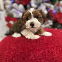 Bernedoodle, Cavapoo, Havanese, and Havapoo Puppies from Lady Paws Puppies - Cassie