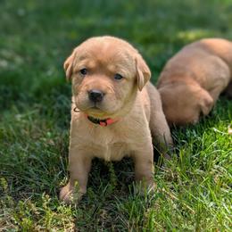 Male Puppy Spot - Yellow male Labrador Retriever puppy in Millville, New Jersey from Puzzles Labradors