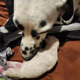 Dalmatian Puppies from America's Dalmatian Friends