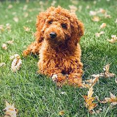Aussiedoodle and Irish Doodle All Grown Up from Schooley Doodles