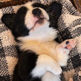 Pearl - Black and white female Cardigan Welsh Corgi puppy in Kerens, West Virginia from Leather & Lace