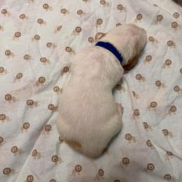 Blue - Lemon and white male Basset Hound puppy in Columbia, South Carolina from Pawmetto Hounds