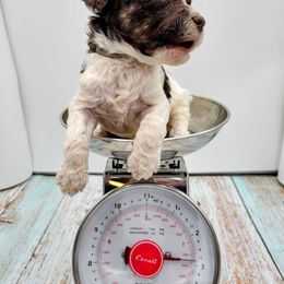 Boy 1 - Poodle puppy in Inman, South Carolina from Raynebow Rose Poodles