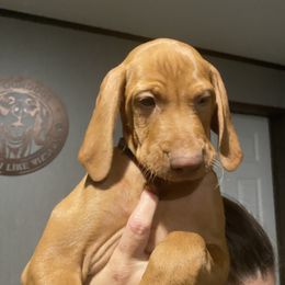 Baby 3 - Golden rust male Vizsla puppy in Chipley, Florida from GT Gundogs