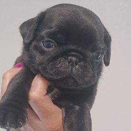 MAX - Black Pug puppy in Oregon from Azalea Pugs
