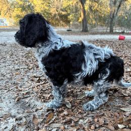 Cupid - Blue roan female Cockapoo puppy in Bronson, Florida from Tabler Family Puppies