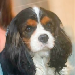 Blacky - Cavalier King Charles Spaniel