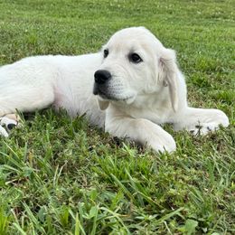 Clara - Light golden female Golden Retriever puppy in Lehigh Acres, Florida from Puppy Love