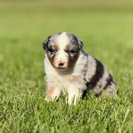 Boy 1 - Blue merle male Australian Shepherd puppy in Argyle, Iowa from Country Time Kennels