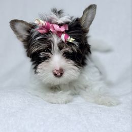 Akc Maple - Chocolate tan and white female Biewer Terrier puppy in Cartersville, Georgia from Alpha Tiny Paws