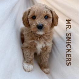 Mr. Snicker - Apricot male Goldendoodle puppy in Sacramento, California from Dandy Doodles Goldendoodles