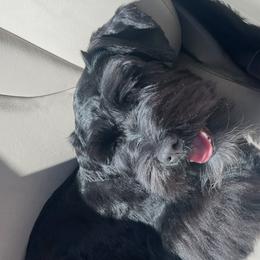 Miniature Schnauzers from Central Valley Mini Schnauzers