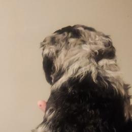 Aussiedoodle Puppies from My Classy Doodles