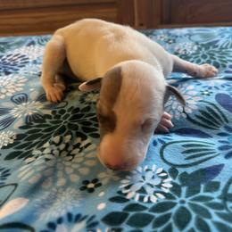 Cupid - White and fawn male Whippet puppy in Oneida, Tennessee from Saving Grace