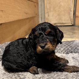 Sienna - Phantom female Bernedoodle puppy in Constableville, New York from Zehr’s Labradoodles & Bernedoodles