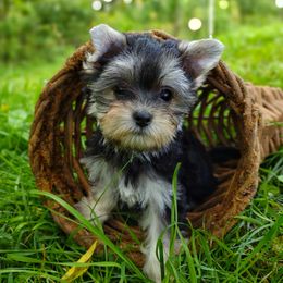 Companion Cross, Havanese, Mal-Shi, Maltese, Maltipoo, Morkie, and Shih Tzu Puppies from Seeking Shalom Acres Maltese, Maltipoos & Havamalts