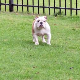 Brown Female - Red and white female Bulldog puppy in Forsyth, Georgia from Evangeline Bulldogs