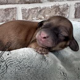Girl 2 - Cream female Dachshund puppy in Pulaski, Tennessee from Billboard Doxies