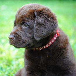 Labrador Retriever Puppies from Cove Labradors