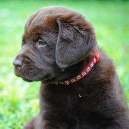 Labrador Retriever Puppies from Cove Labradors