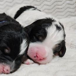 Gandalf - Tri-color male Bernedoodle puppy in Granton, Wisconsin from Rose River Farms
