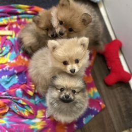 Pomeranians from Patricia's Pomeranians