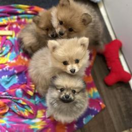 Pomeranians from Patricia's Pomeranians
