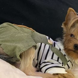 Jai Jai - Yorkshire Terrier