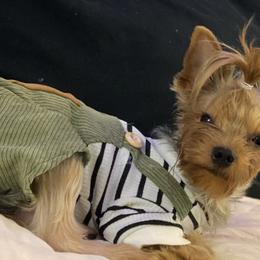 Jai Jai - Yorkshire Terrier