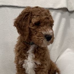 Goldendoodle Puppies from Colorado Dreamin Doodles
