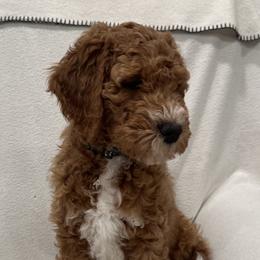 Goldendoodle Puppies from Colorado Dreamin Doodles