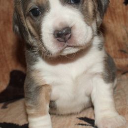 Las Vegas Reno Zero - Blue tan and white female Beagle puppy in Spring Creek, Nevada from Battleborn Aussies and Beagles