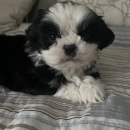 Buster - Shih Tzu