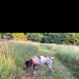 German Shorthaired Pointer All Grown Up from Majestik Kennels