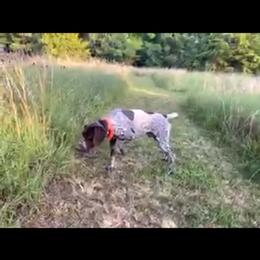 German Shorthaired Pointer All Grown Up from Majestik Kennels