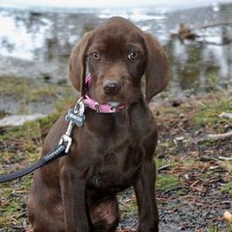 Pudelpointers from Down River Gun Dogs