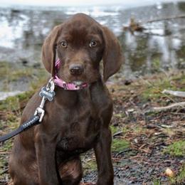 Pudelpointers from Down River Gun Dogs