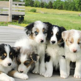 Australian Shepherd Puppies from Real McCoy Australian Shepherds