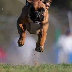 Boxers from Casa Del Legado