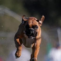 Boxers from Casa Del Legado