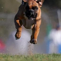 Boxers from Casa Del Legado