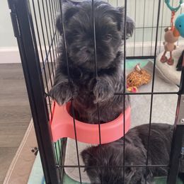 Shih Tzu Puppies from LaDawn’s Little Lions