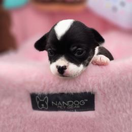 Stasi - Black and white female Chihuahua puppy in Amity, Pennsylvania from Baxters Chihuahuas