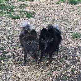 Pomeranian All Grown Up from Thornton Crest