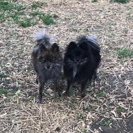 Pomeranian All Grown Up from Thornton Crest