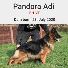 Pan - German Shepherd