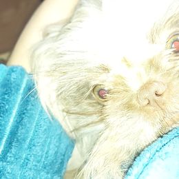 Shih Tzu Puppies from N.F.S.T Imperial ShihTzu Puppies.